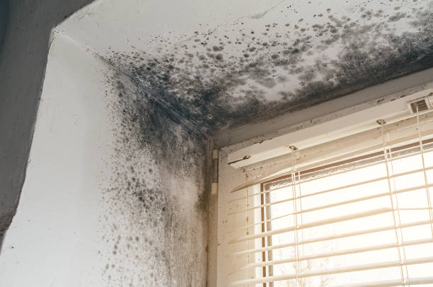 Affordable Mold Remediation solutions in Washington Boro, PA